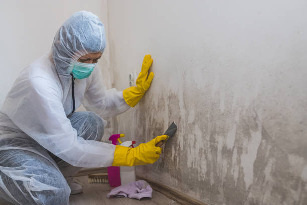 Best Commercial Mold Remediation in Salix, PA
