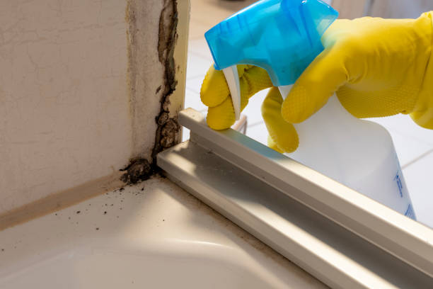 Best Bathroom Mold Remediation in Salix, PA